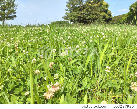 Photo of overgrown grass Meadow clover 103287959