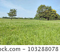 Meadow with vegetation, clover, fine weather 103288078
