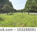 Plants Manicured trees Landscape images 103288081