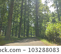 Metasequoia Forest Kinship 103288083
