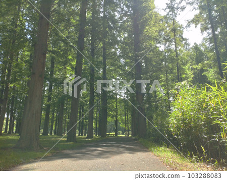 Metasequoia Forest Kinship Metasequoia Forest Kinship 103288083