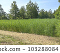 Landscape with lush greenery 103288084