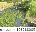 Aquatic plants floating on the surface of the water River waterway 103288085