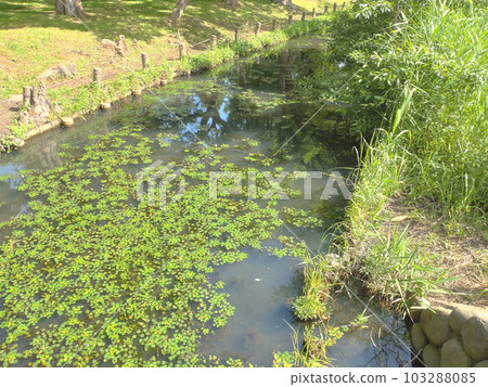 Aquatic plants floating on the surface of the water River waterway 103288085