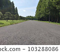 Forest spreading on the asphalt 103288086