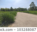 Gravel road with plants Sunny weather 103288087