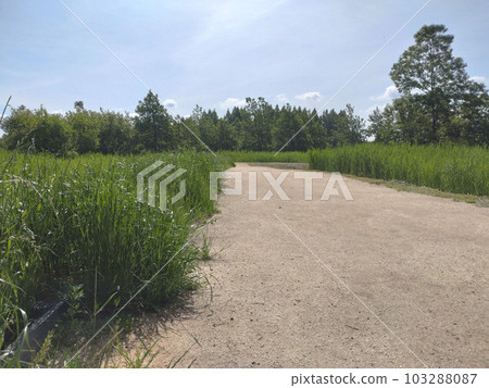Gravel road with plants Sunny weather Gravel road with plants Sunny weather 103288087