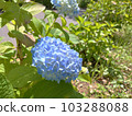 Hydrangea vivid blue 103288088