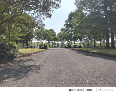 forest asphalt park material forest asphalt park material 103288089