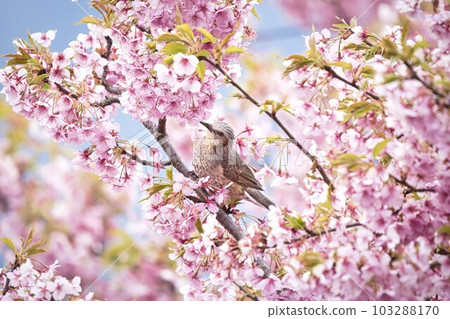 Cherry blossoms and bulbul Cherry blossoms and bulbul 103288170