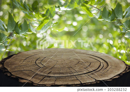 Background forest stump Background forest stump 103288232