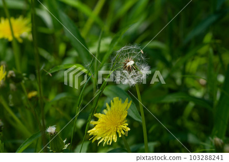 Seed dispersal of Dandelion genus Japanese dandelion Seed dispersal of Dandelion genus Japanese dandelion 103288241