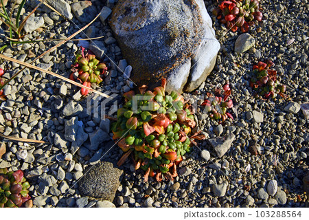 [Minamiboso City, Chiba Prefecture] Plants with colorful leaves that grow on the rocks of the Nemoto coast 103288564