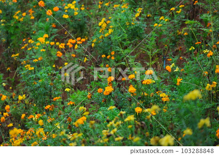 Cosmo flowers in the garden 103288848