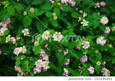 West Indian Lantana flowers in the garden 103288862