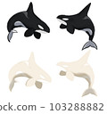 black and white killer whale 103288882