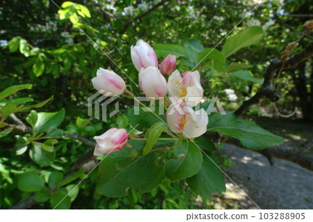 玫瑰花蕾 玫瑰花蕾 103288905