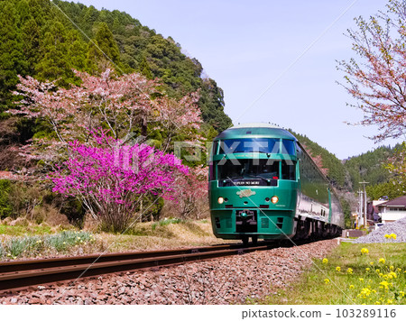 Somei Yoshino and Yufuin Forest Somei Yoshino and Yufuin Forest 103289116
