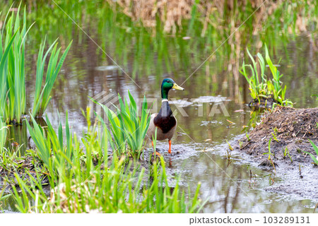 Young green head duck is stepping out of the water Young green head duck is stepping out of the water 103289131