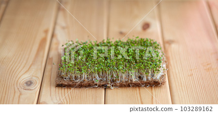 Close-up of micro-greens of mustard, arugula and other plants at home. 103289162