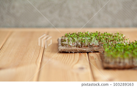 Close-up of micro-greens of mustard, arugula and other plants at home. 103289163