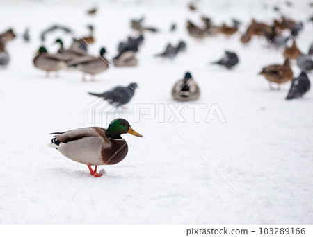 Winter portrait of a duck in a winter public park sitting in the snow Winter portrait of a duck in a winter public park sitting in the snow 103289166