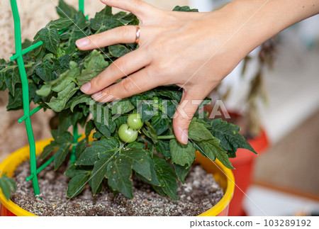 Unripe small tomatoes growing on the windowsill. Young fruit on bush. 103289192
