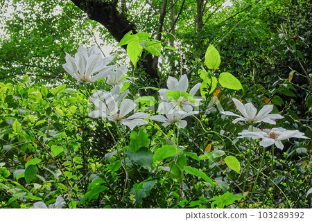 Flowering of Ranunculaceae Kazaguruma Flowering of Ranunculaceae Kazaguruma 103289392