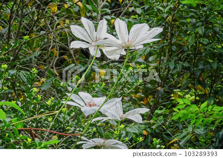 Flowering of Ranunculaceae Kazaguruma 103289393
