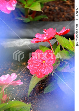 新幾內亞鳳仙花 新幾內亞鳳仙花 103289780