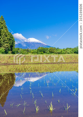 Upside-down Fuji reflected in Mt. Fuji and terraced rice fields 103289806