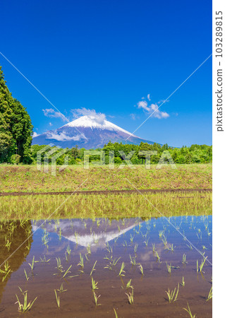 Upside-down Fuji reflected in Mt. Fuji and terraced rice fields Upside-down Fuji reflected in Mt. Fuji and terraced rice fields 103289815