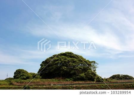 千葉縣銚子市白菜地和灌木叢 千葉縣銚子市白菜地和灌木叢 103289954
