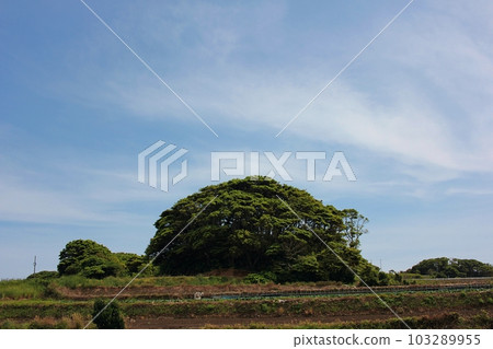 千葉縣銚子市白菜地和灌木叢 千葉縣銚子市白菜地和灌木叢 103289955