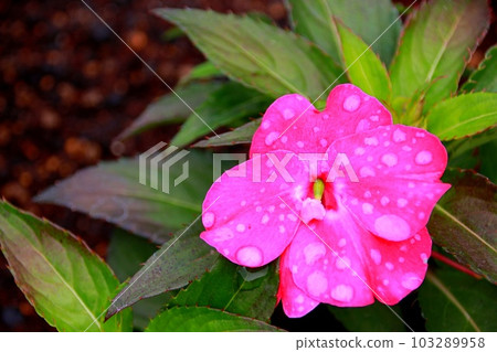 新幾內亞鳳仙花雨後紅色花瓣上有水滴 新幾內亞鳳仙花雨後紅色花瓣上有水滴 103289958