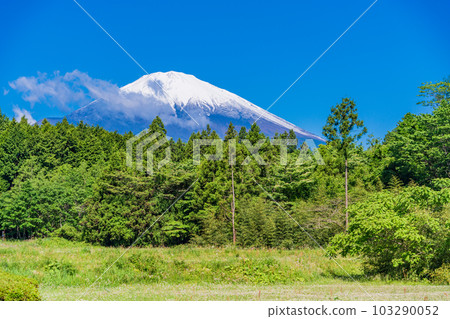 Fresh green forest and Mt. Fuji [Gotenba City, Shizuoka Prefecture] 103290052