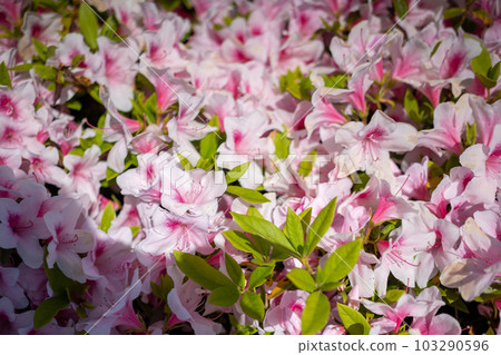 Azalea's flower 103290596