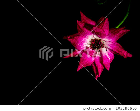 The wounded petals of a withering rose isolated on black The wounded petals of a withering rose isolated on black 103290616