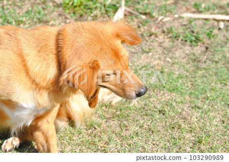 dog, brown dog in the garden 103290989