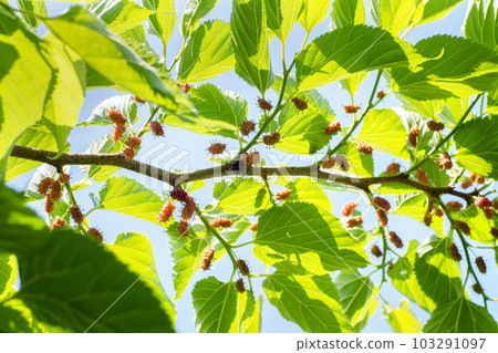 Mulberry and blue sky Mulberry and blue sky 103291097
