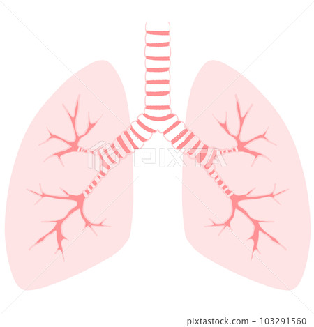 illustration of healthy lungs illustration of healthy lungs 103291560