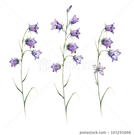 Close-up of blue spreading bellflower flowers. Campanula patula, little bell, bluebell, rapunzel, harebell. Watercolor hand painting illustration on isolate white background. Close-up of blue spreading bellflower flowers. Campanula patula, little bell, bluebell, rapunzel, harebell. Watercolor hand painting illustration on isolate white background. 103291666
