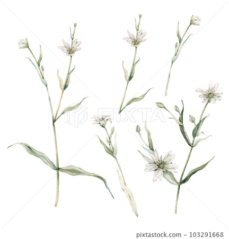 Set of flowering Greater stitchwort plants in wild nature. Rabelera holostea, syn. Stellaria holostea. Watercolor hand painting illustration on isolate white background. White flowers Set of flowering Greater stitchwort plants in wild nature. Rabelera holostea, syn. Stellaria holostea. Watercolor hand painting illustration on isolate white background. White flowers 103291668