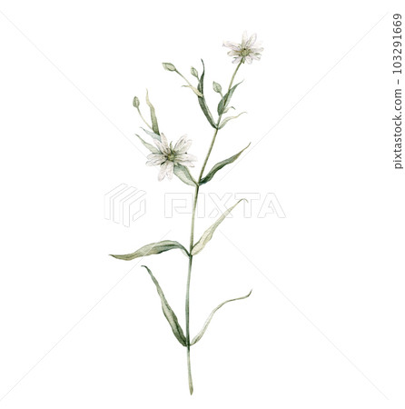 Flowering Greater stitchwort plants in wild nature. Rabelera holostea, syn. Stellaria holostea. Watercolor hand painting illustration on isolate white background. White flowers Flowering Greater stitchwort plants in wild nature. Rabelera holostea, syn. Stellaria holostea. Watercolor hand painting illustration on isolate white background. White flowers 103291669