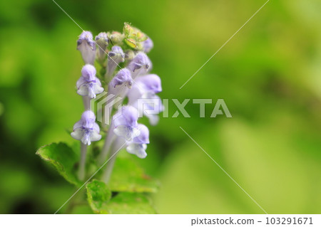 Skullcap 103291671