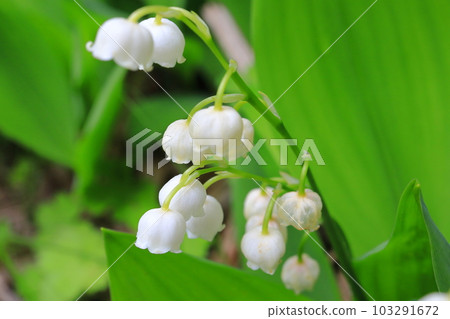 Lily of the valley 103291672