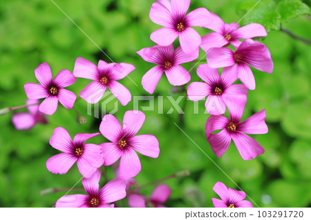 Purple oxalis Purple oxalis 103291720