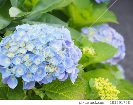 藍色繡球花特寫 03 藍色繡球花特寫 03 103291798