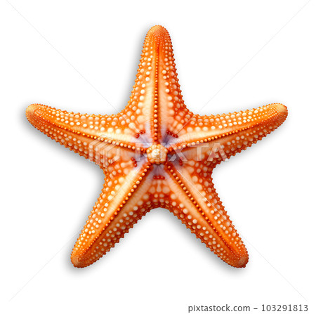 Red Starfish, Echinaster sepositus, isolated on white background, generative ai Red Starfish, Echinaster sepositus, isolated on white background, generative ai 103291813