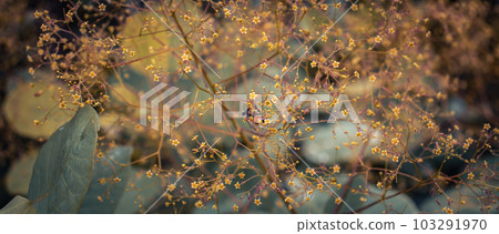 Close up bright blossom bush concept photo. Royal purple smoke bush 103291970